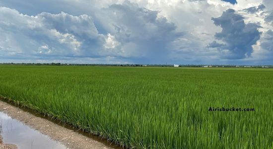 day trip ke sekinchan sabak bernam